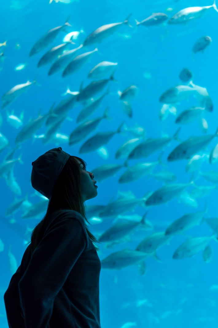 Chimelong-Ocean-Kingdom-Aquarium-Shoal