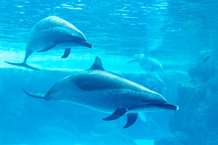 Chimelong-Ocean-Kingdom-Dolphin-Conservation