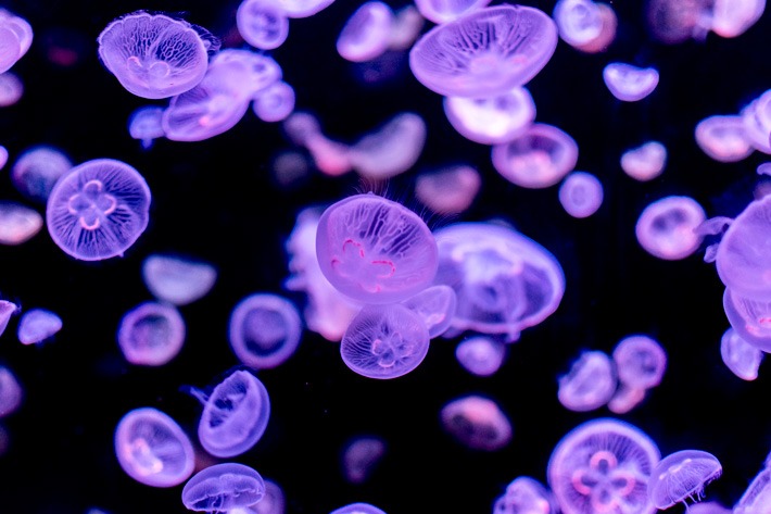 Chimelong-Ocean-Kingdom-Jellyfish