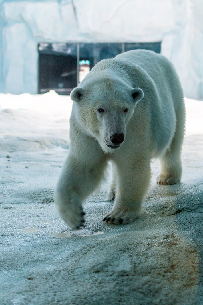 Chimelong-Ocean-Kingdom-Polar-Beark