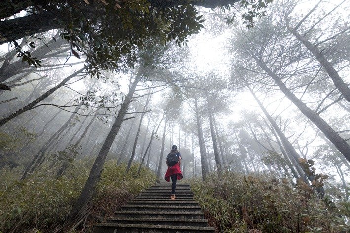 Through the forest