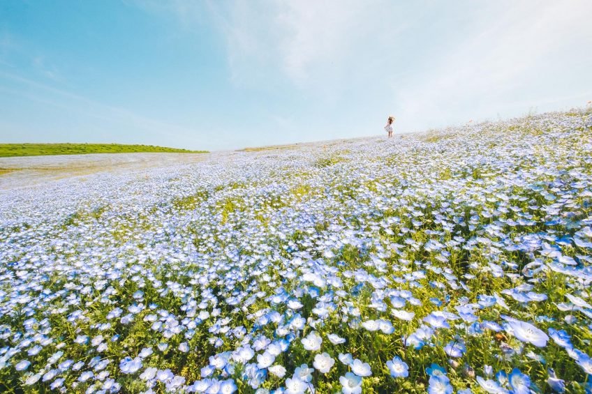 Itachi Seaside Park