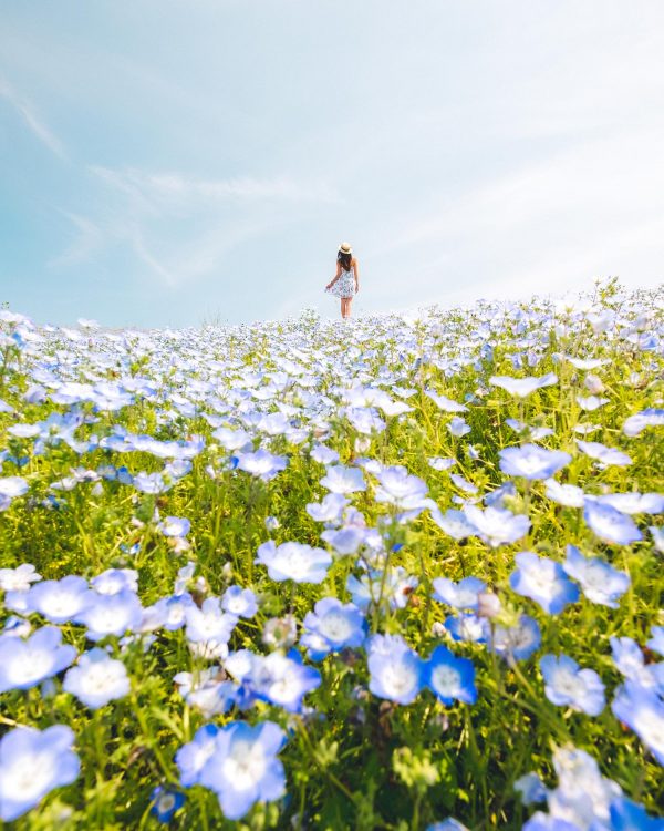 Blue Nemophila Flowers - Hitachi Seaside Park