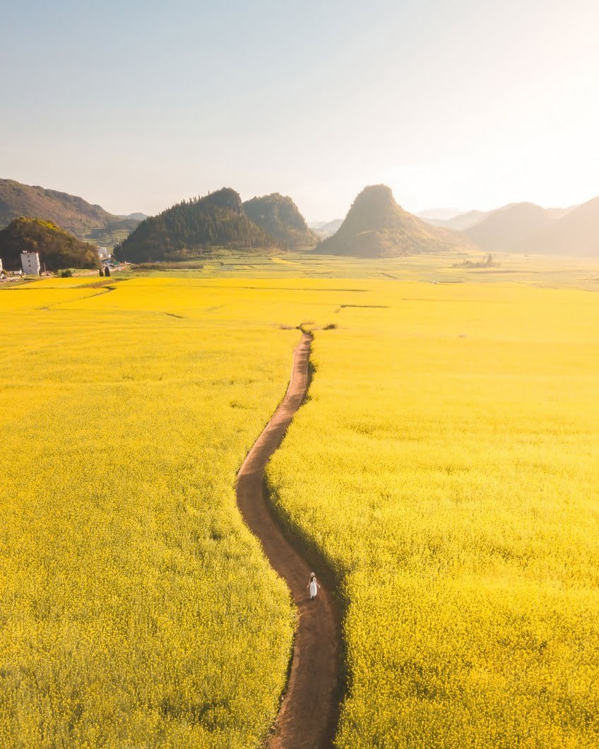 Luoping Canola fields